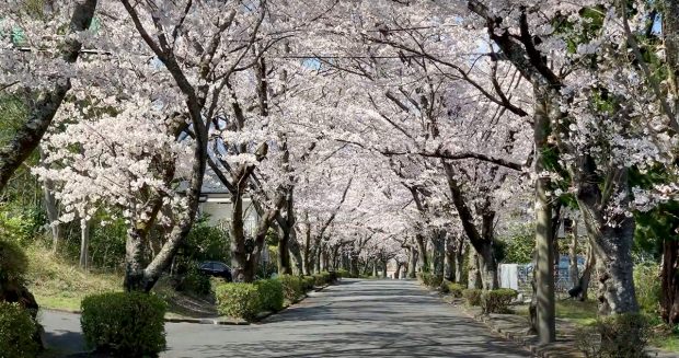 伊豆の穴場のさくらの名所/Tunnel of cherry blossoms at ito city ,shizuoka ,Japan.