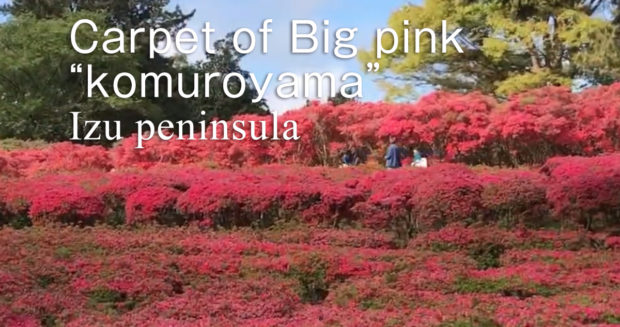 Pass through a pink tunnel and be enveloped in a pink world.　『Komuroyama』